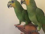 Rare Hand Reared Silly Tame Baby Ducorps Cockatoo. whatsapp us: - фото 5