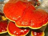 Reishi seene, Lingzhi, Ganoderma lucidum - photo 1