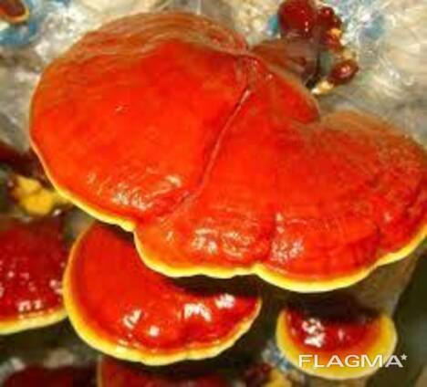 Reishi seene, Lingzhi, Ganoderma lucidum