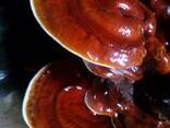 Reishi seene, Lingzhi, Ganoderma lucidum - photo 2