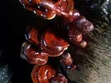 Reishi seene, Lingzhi, Ganoderma lucidum - photo 3