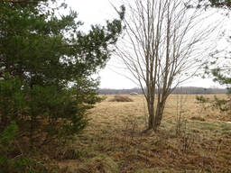 Saaremaa property for building a home or summer cottage.