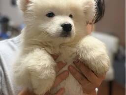 Samojeedi kutsikad. Kirjuta meile: whatsapp::