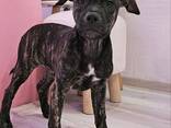 Щенки питбуля - фото 3