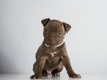 Pitbulli kutsikad - фото 3
