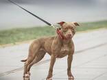 Pitbulli kutsikad - фото 3