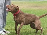 Pitbulli kutsikad - фото 5