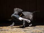 Pitbulli kutsikad - photo 1