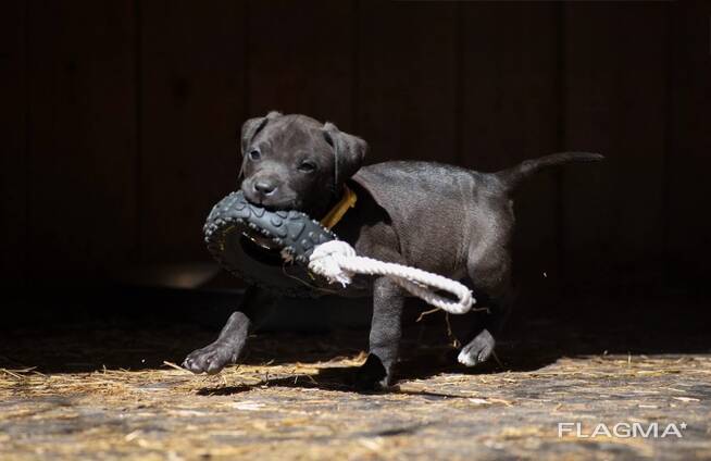 Pitbulli kutsikad