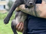 Щенки питбуля щенки питбультерьера PITBULL Таллинн - photo 2