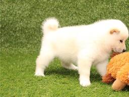 Shiba inu kutsikad on kohe lahkumiseks valmis. Kirjuta meile: WhatsApp::