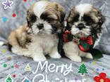 Shih tzu - photo 2