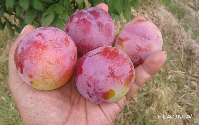 Сливы на экспорт