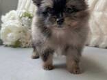 Teekupi-pomeranian - фото 2