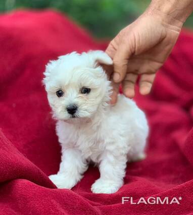 Two Teacup Maltese Puppies Need a New Family. . whatsapp us: