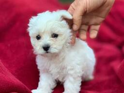 Two Teacup Maltese Puppies Need a New Family. . whatsapp us: