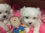 Two Teacup Maltese Puppies Need a New Family. . whatsapp us: - фото 2