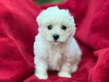 Two Teacup Maltese Puppies Need a New Family. . whatsapp us: - фото 3