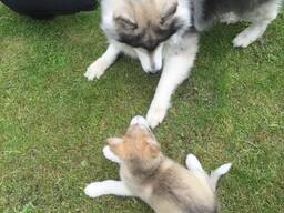 Vapustavad Kc Alaska Malamuudi kutsikad. Kirjuta meile: WhatsApp::