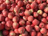 Õun Poolast (saadaval kõigis sortides ja kaliibrides)
